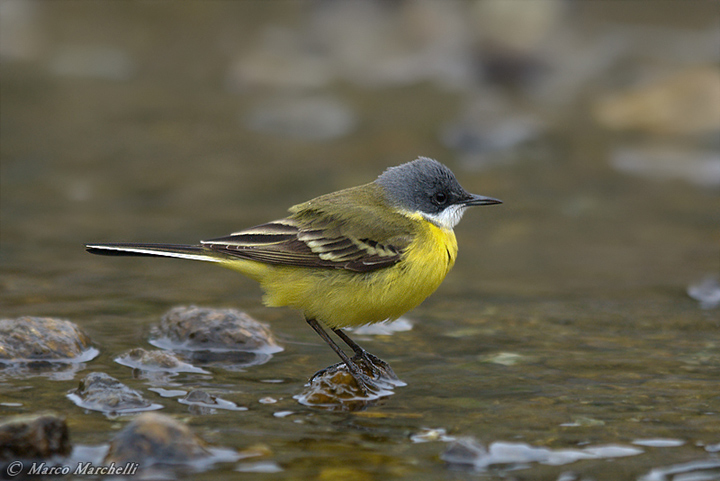 Cutrettola - Motacilla flava